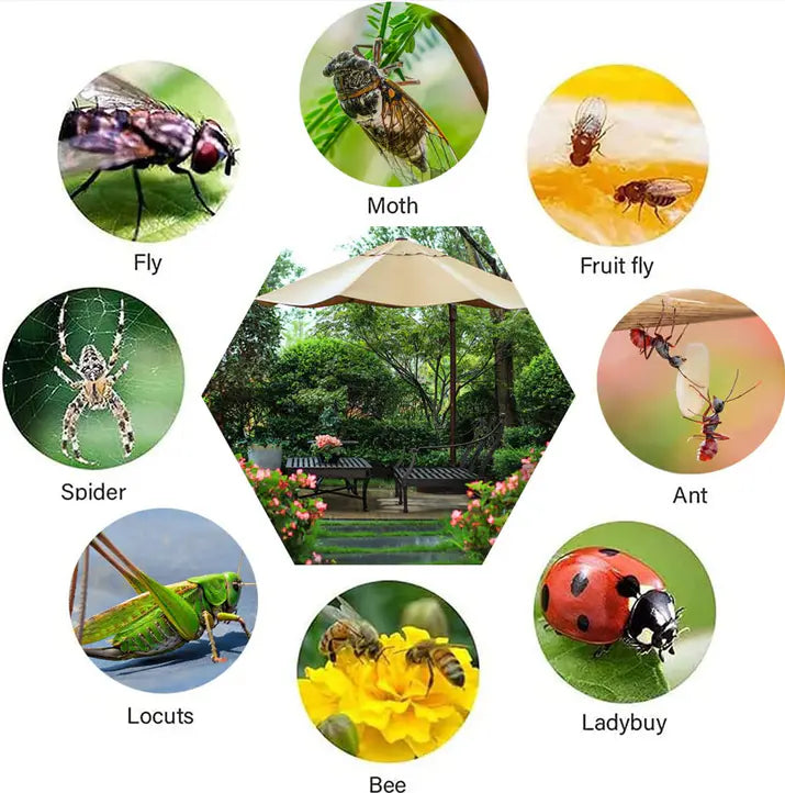 Eco-Friendly Fly & Mosquito Trap